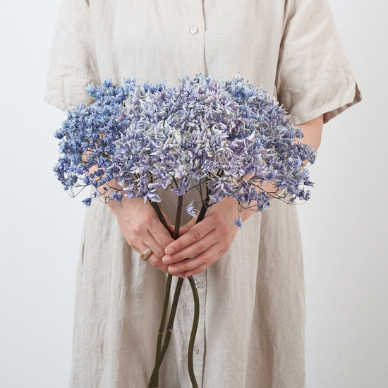 ［ドライフラワー］紫陽花 カンターレ