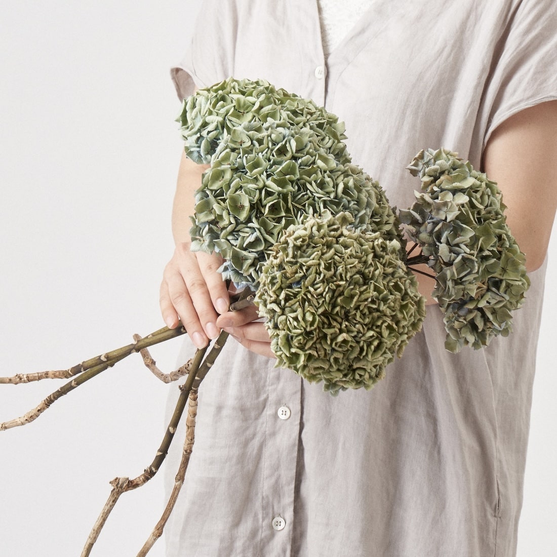 紫陽花ドライフラワー ⑭ 105サイズ 北海道産 viv-ve-6827_1.jpg