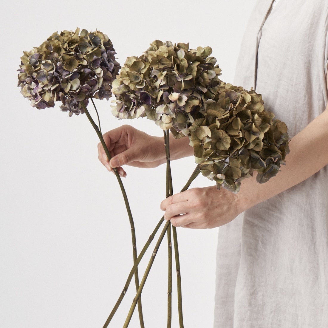 ドライフラワー］紫陽花 スピネルクラシックピンク 商品ページ - 土と
