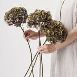 ［ドライフラワー］紫陽花 スピネルクラシックピンク