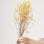 ［ドライフラワー］カンガルーポー