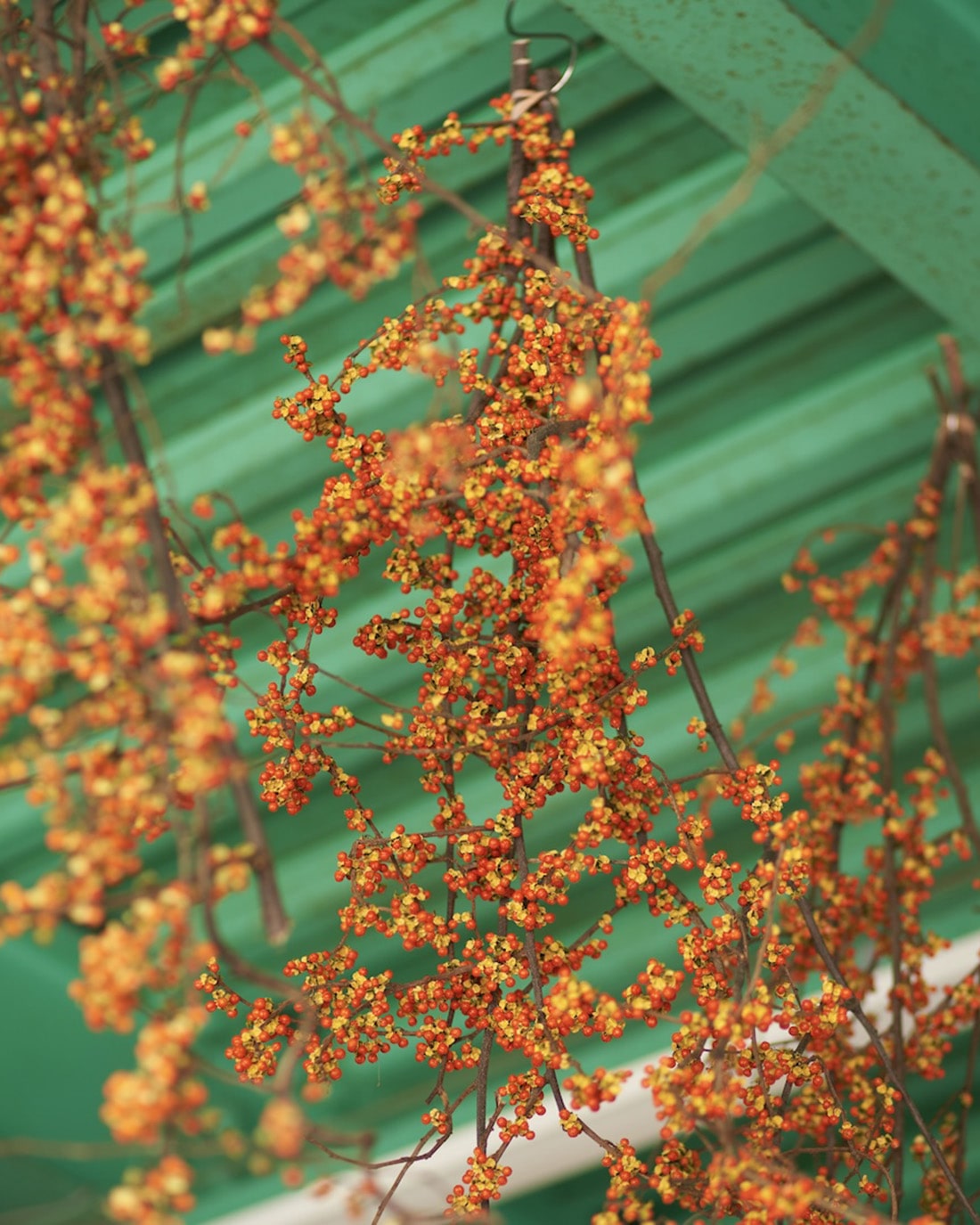 ［ドライフラワー］ツルウメモドキ