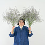 ［ドライフラワー］宿根スターチス ブルーファンタジア