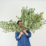 ［BIGボタニカル｜ドライ］ユーカリ ポポラス 90-100㎝