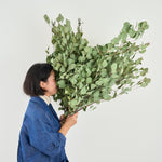 ［BIGボタニカル｜ドライ］ユーカリ ポポラス 90-100㎝