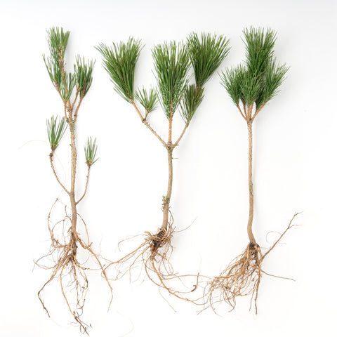 根引松 20241210_0013-min_large.jpg?v=