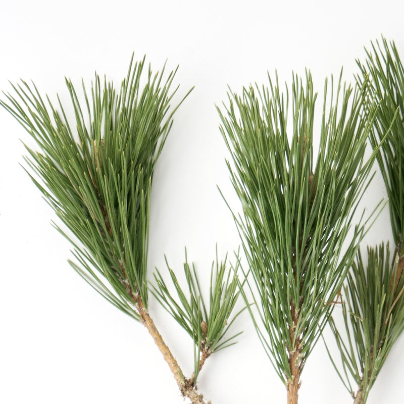 12月中旬～順次発送する予約販売商品です