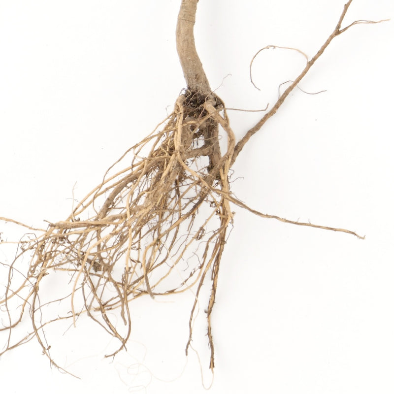 はじまりは平安時代