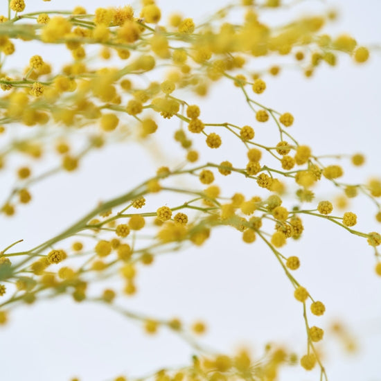 ［ドライフラワー］ミモザ（フサアカシア）