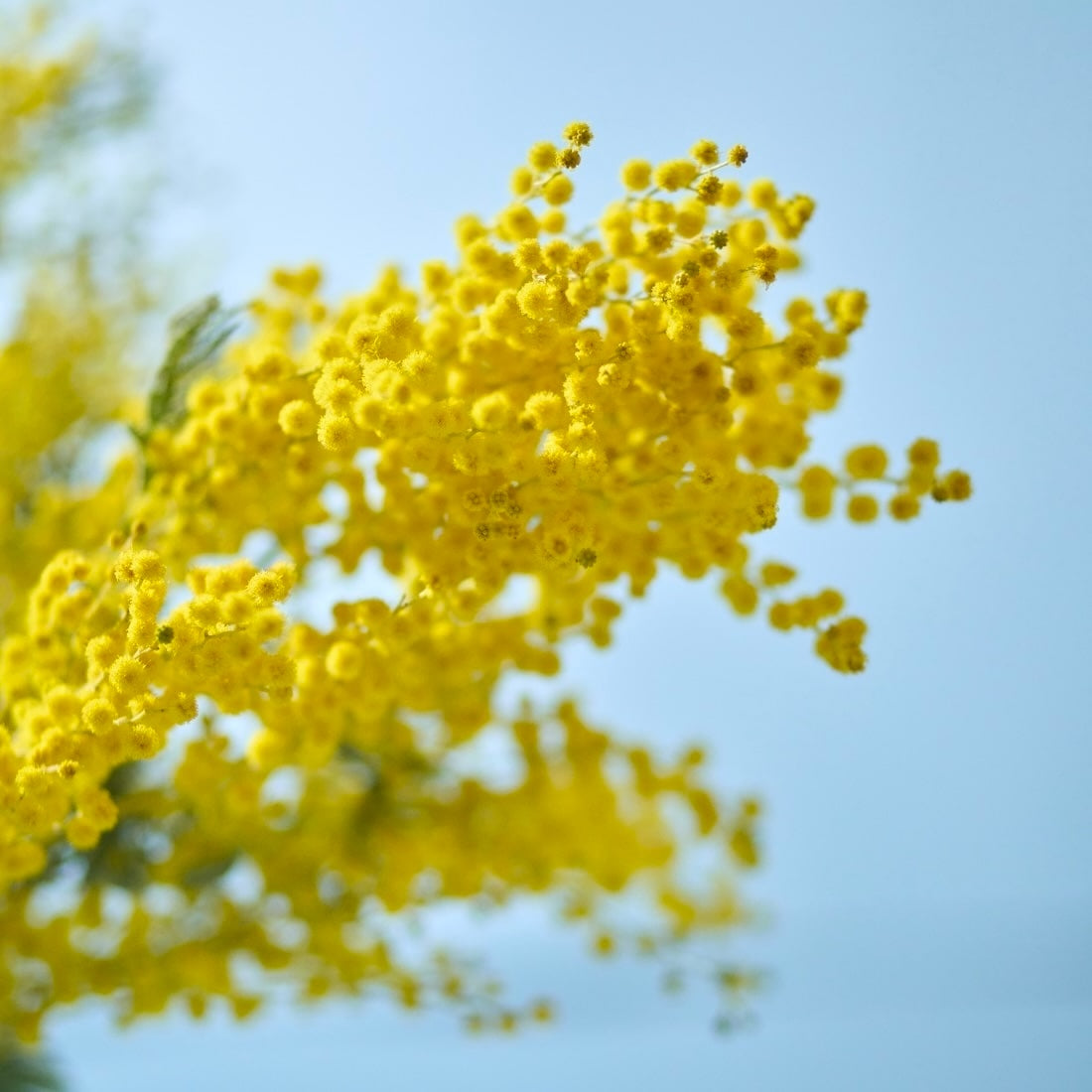 ご予約終了致しました。問合せ専用ページ　　✿ミモザアカシア 生花 フレッシュ☘ ご予約終了致しました。問合せ専用ページ ✿ミモザアカシア 生花