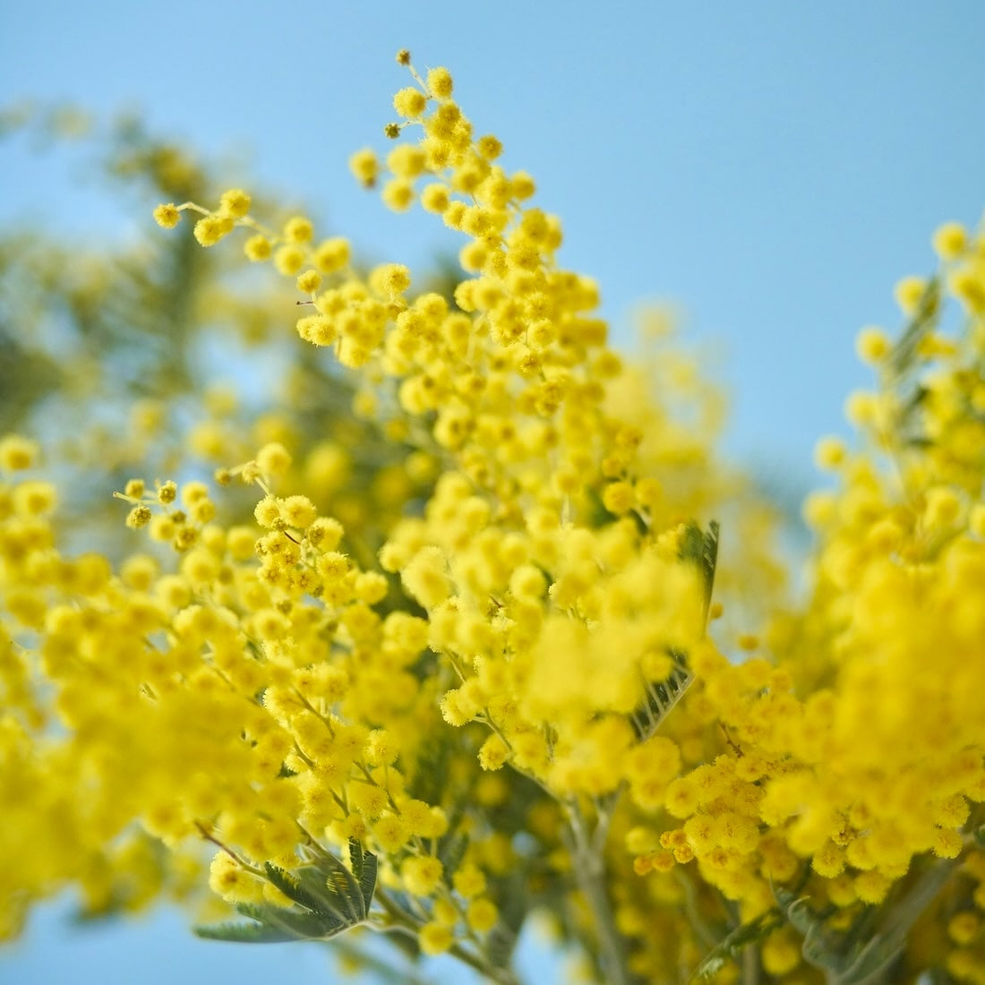 No.213d♡フレッシュ♡フサアカシア♡ミモザ フレッシュな状態でお届け］ミモザ（フサアカシア）- 土と風の植物園