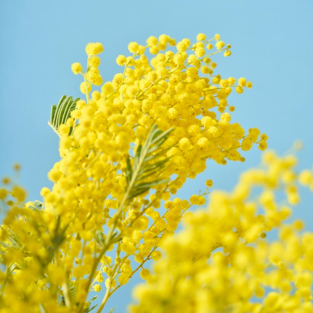 フレッシュな状態でお届け］ミモザ（フサアカシア）- 土と風の植物園