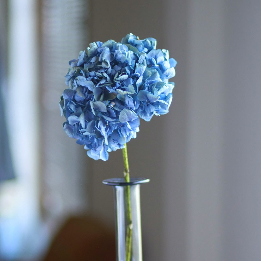 ドライフラワー］瀬戸内ブルーの紫陽花 商品ページ - 土と風の植物園