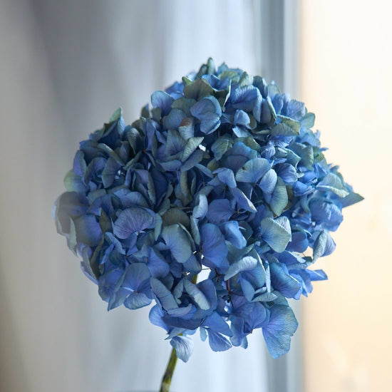 ［ドライフラワー］瀬戸内ブルーの紫陽花