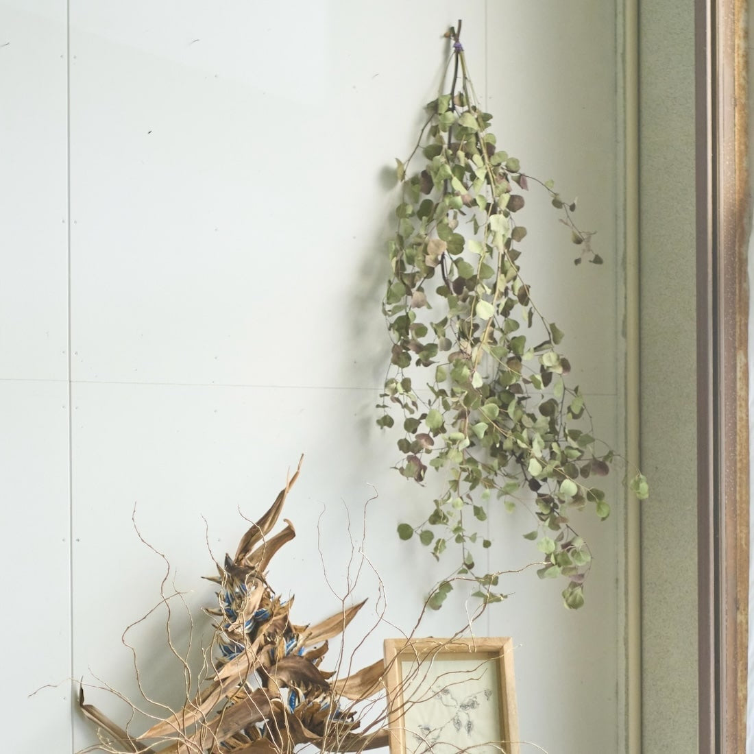 BIGボタニカル］ユーカリ ポポラス 110㎝ 商品ページ - 土と風の植物園