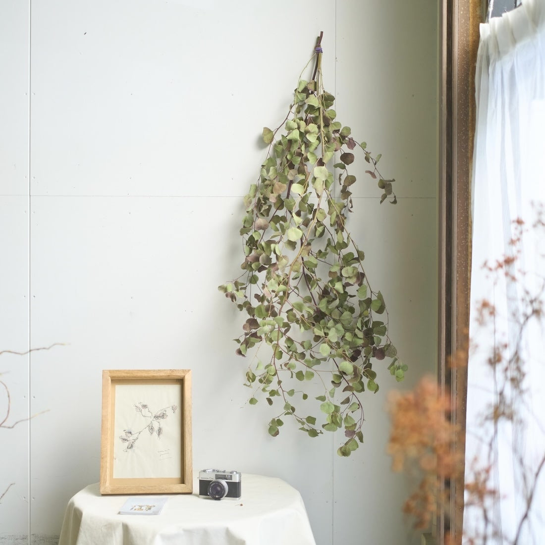 ユーカリ – 土と風の植物園