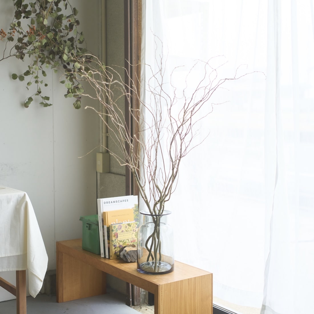 BIGボタニカル］雲竜柳 120cm 商品ページ - 土と風の植物園