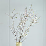 【今季販売終了】［フレッシュフラワー］花開く姿を楽しめる啓翁桜