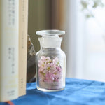 ＜桜の時＞サクラの植物標本