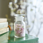 ＜桜の時＞サクラの植物標本