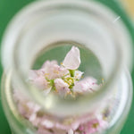 ＜桜の時＞サクラの植物標本