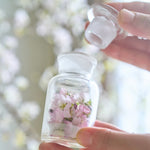 ＜桜の時＞サクラの植物標本