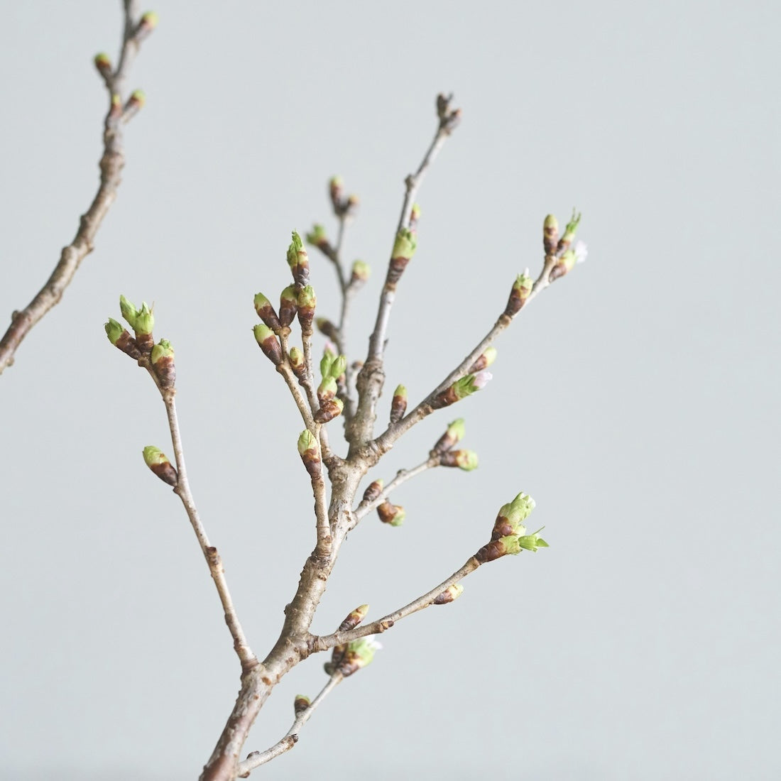 【出荷日指定商品】［フレッシュな状態でお届け］花開く姿を楽しめる、フレッシュの啓翁桜