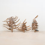 ［BIGボタニカル｜ドライ］タビビトノキ　