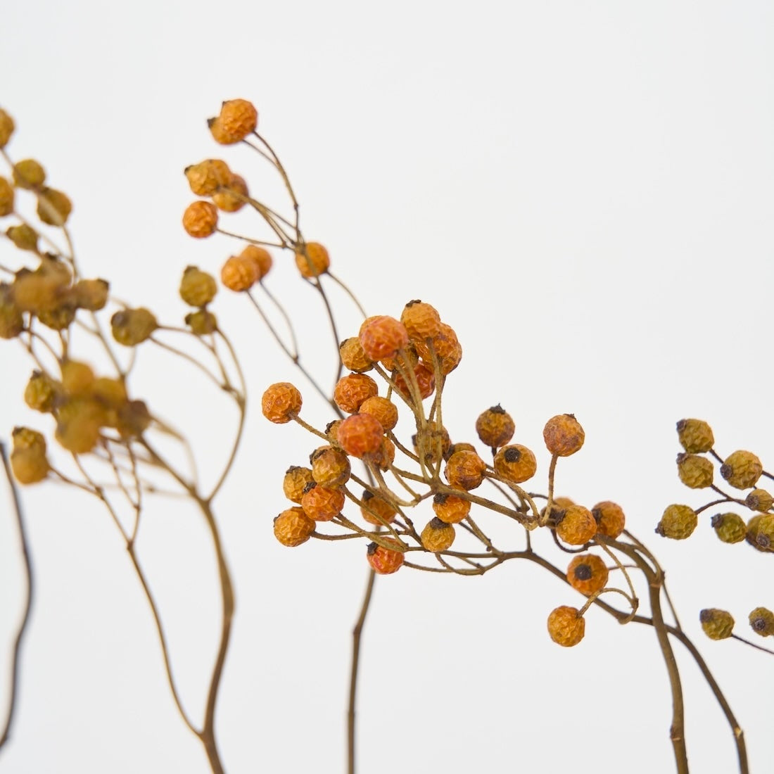 BIGボタニカル］野ばらの実 120㎝ 商品ページ - 土と風の植物園