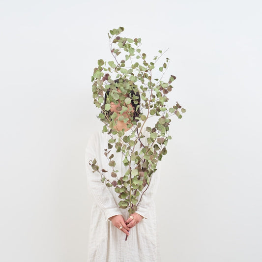 ［BIGボタニカル｜ドライ］ユーカリ ポポラス 90-100㎝