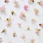 ＜桜の時＞サクラの植物標本