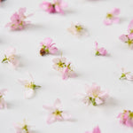 ＜桜の時＞サクラの植物標本