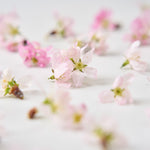 ＜桜の時＞サクラの植物標本