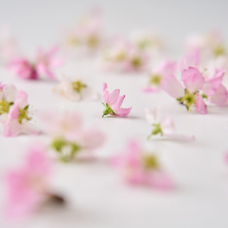 その時々に出会えた桜でお作りします