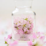 ＜桜の時＞サクラの植物標本