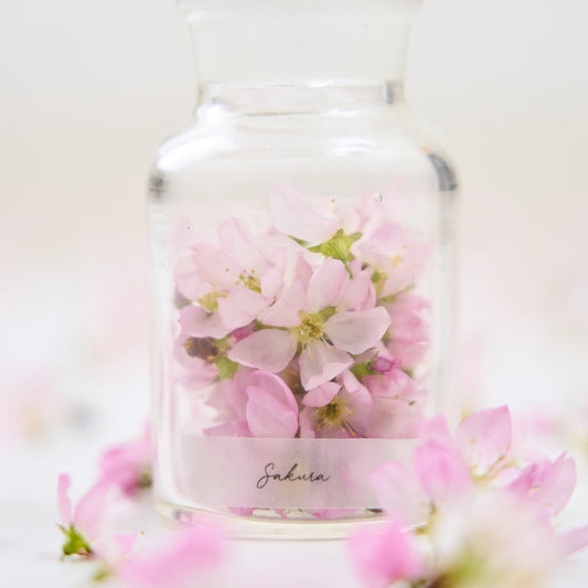 ＜桜の時＞サクラの植物標本