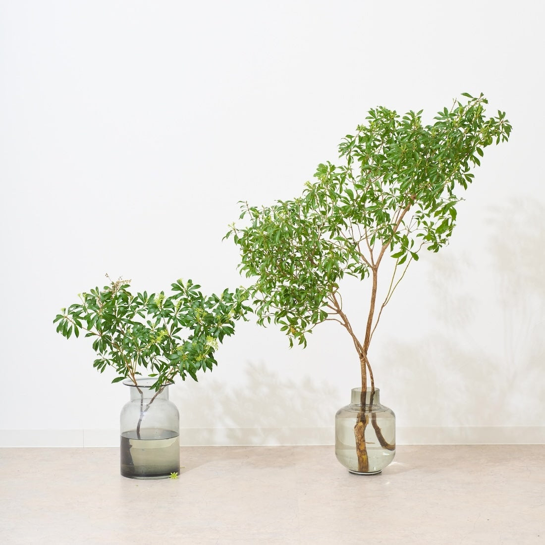 フレッシュな状態でお届け］アセビ - 土と風の植物園