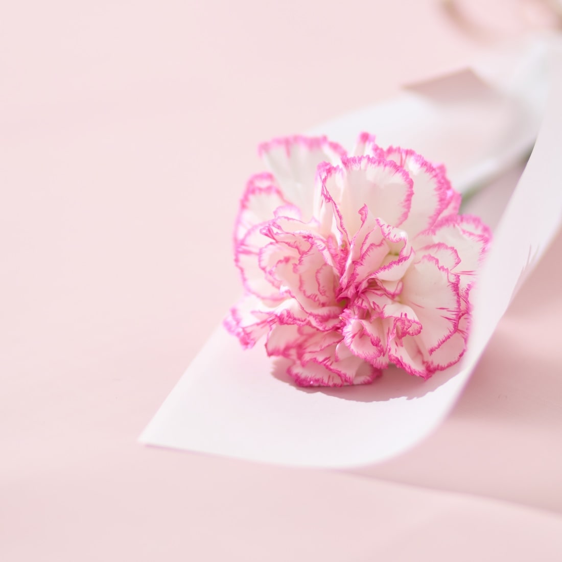 母の日｜数量限定】一輪のフレッシュカーネーション［ラッピング付］の