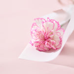 【母の日｜数量限定】一輪のフレッシュカーネーション［ラッピング付］＊送料無料