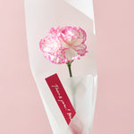 【母の日｜数量限定】一輪のフレッシュカーネーション［ラッピング付］＊送料無料