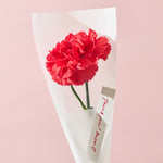 【母の日｜数量限定】一輪のフレッシュカーネーション［ラッピング付］＊送料無料