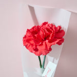 【母の日｜数量限定】一輪のフレッシュカーネーション［ラッピング付］＊送料無料
