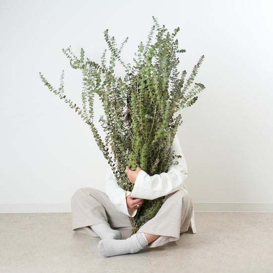 ［BIGボタニカル｜ドライ］ユーカリ ベイビーブルー 110㎝