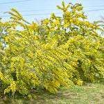 ［BIGボタニカル｜ドライ］小さなテキサスのミモザ 80-120㎝