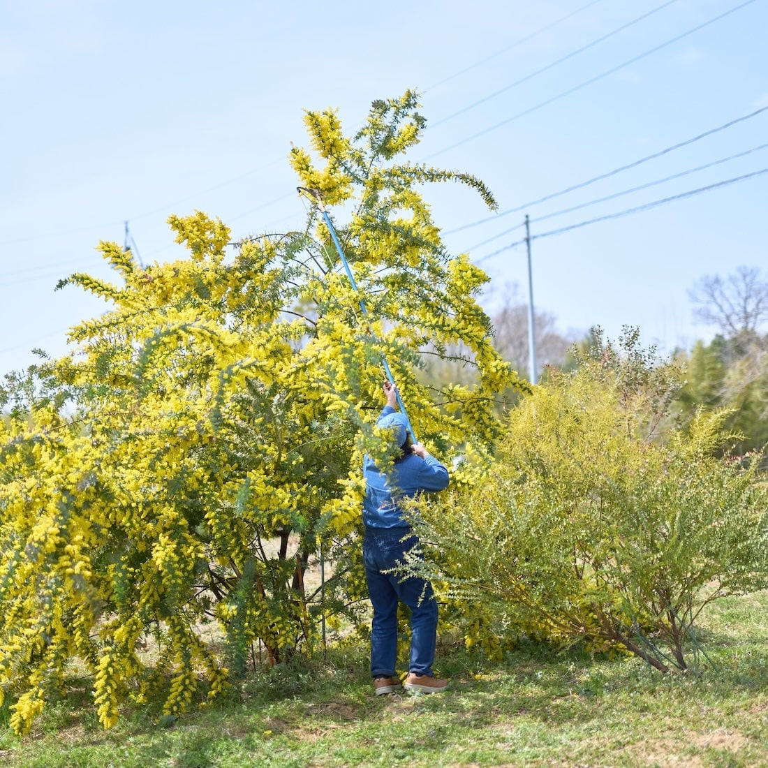 ＼満開ミモザの／ボタニカルフラワーボール✳︎・:*+.ballver. 満開ミモザの／ボタニカルフラワーボール✳︎・:*+.ballver. 【公式通販】