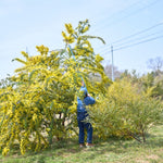 ［BIGボタニカル｜ドライ］小さなテキサスのミモザ 80-120㎝