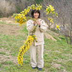 ［BIGボタニカル｜ドライ］小さなテキサスのミモザ 80-120㎝