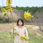 ［BIGボタニカル｜ドライ］小さなテキサスのミモザ 80-120㎝