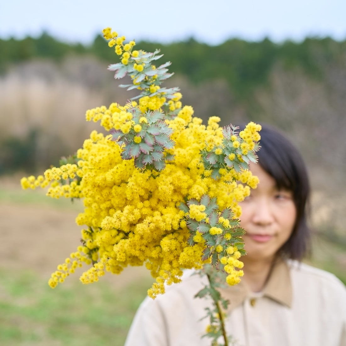 BIGボタニカル｜ドライ］小さなテキサスのミモザ 80-120㎝ - 土と風の