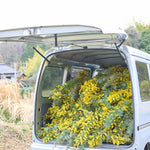 ［BIGボタニカル｜ドライ］小さなテキサスのミモザ 80-120㎝